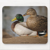Mallard Duck Pair Mousepad mousepads