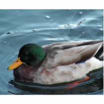 Mallard Duck Photo Sculpture photo sculptures