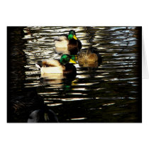 Mallard Duck Pond cards