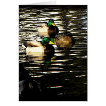Mallard Duck Pond cards