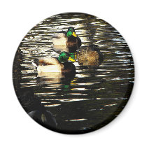 Mallard Duck Pond magnets