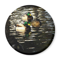 Mallard Duck Pond magnets