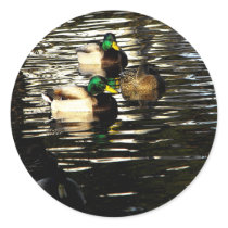 Mallard Duck Pond stickers