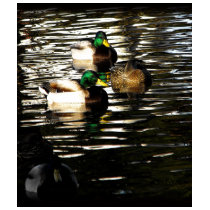 Mallard Duck Pond t-shirts