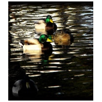 Mallard Duck Pond t-shirts