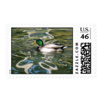 Mallard Duck Postage stamps