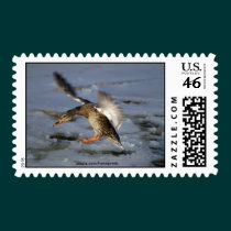 Mallard Duck Postage Stamp stamps