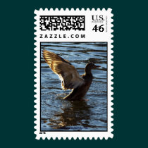 Mallard Duck Postage Stamp stamps