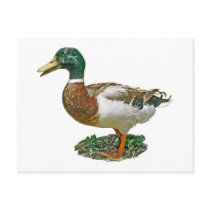 Mallard Duck postcards
