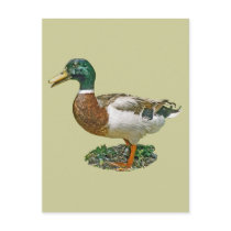 Mallard Duck postcards