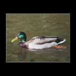 Mallard Duck postcards