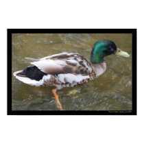 Mallard Duck Poster posters