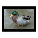 Mallard Duck posters by kmwatts Mallard Duck posters