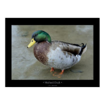 Mallard Duck posters