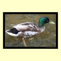 Mallard Duck Poster posters