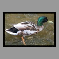 Mallard Duck Poster posters