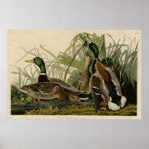 Mallard Duck Posters
