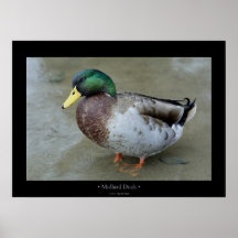 Mallard Duck Posters