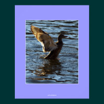 Mallard Duck  Posters posters