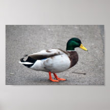Mallard duck posters