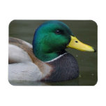 Mallard duck vinyl magnets