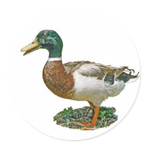 Mallard Duck stickers