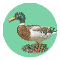 Mallard Duck stickers