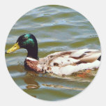 Mallard Duck Sticker