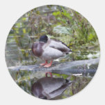 Mallard Duck Watercolor Round Sticker