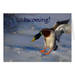 Mallard Duck Wildlife Photo Greeting Card