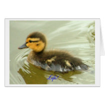 Mallard Duckling Solo Greeting Cards