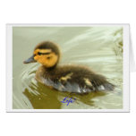 Mallard Duckling Solo cards