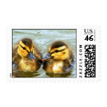 Mallard Ducklings Postage