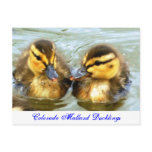 Mallard Ducklings