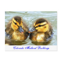 Mallard Ducklings postcards