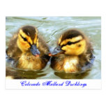 Mallard Ducklings Postcards