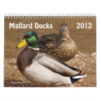 Mallard Ducks 2012 Calendar