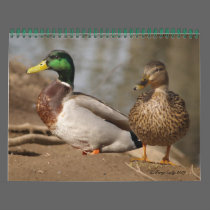 Mallard Ducks Calendar calendars