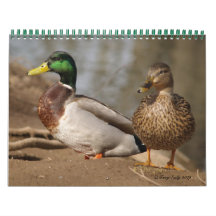 Mallard Ducks Calendar