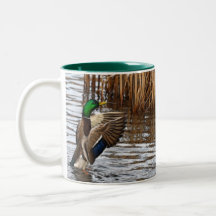 Mallard Ducks Flapping on a Pond Gift Mug