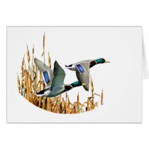 MALLARD DUCKS FLYING cards