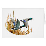 MALLARD DUCKS FLYING cards