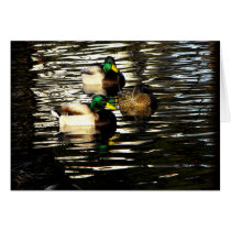 Mallard Ducks in a Pond cards