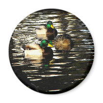 Mallard Ducks in a Pond magnets