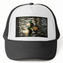 Mallard Ducks in a Pond hats