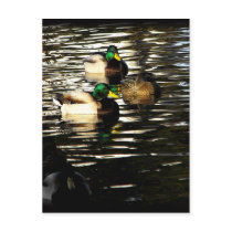 Mallard Ducks in a Pond postcards