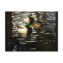 Mallard Ducks in a Pond postcards