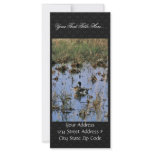 Mallard ducks in a Wetland Rack Card
