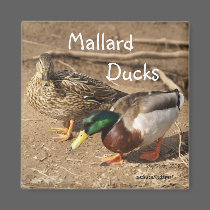 Mallard Ducks Magnet magnets