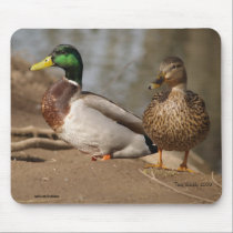 Mallard Ducks mousepads